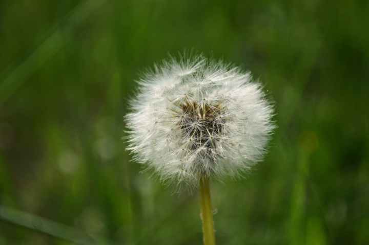 white dandelion