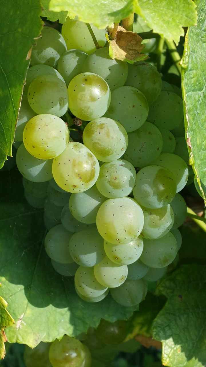 food grapes green fruit