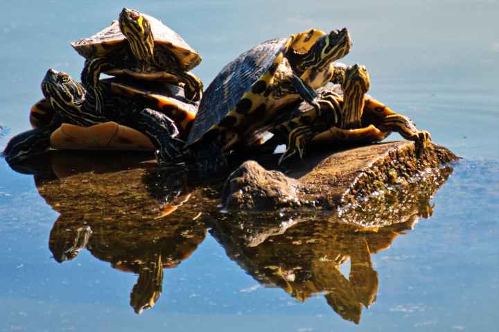 four brown turtles on brown log