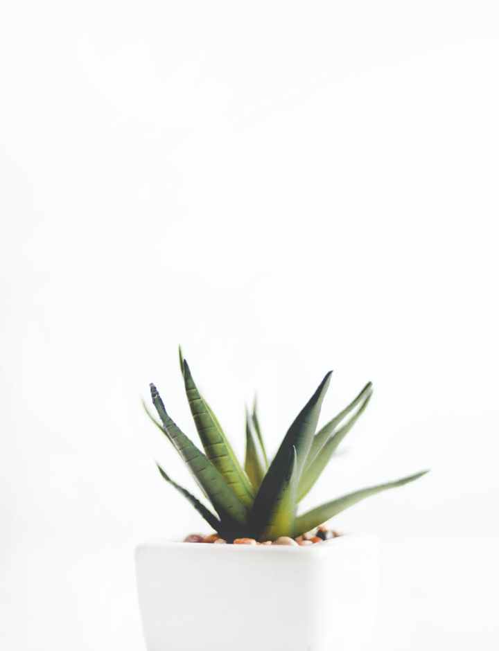 aloe vera plant on white pot